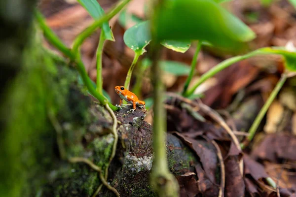 Red Frog Panama Red Strawberry Poison Dart Frog Red Frog — Stock Photo, Image