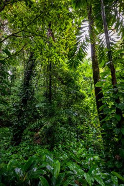 Boquete Panama 'daki Kayıp Şelaleler' e giden orman yolunda nefes kesici doğa.