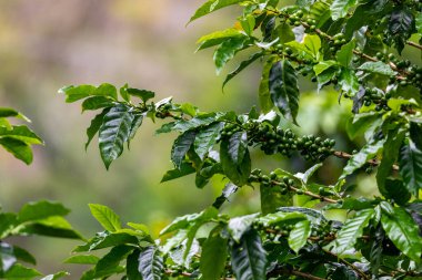 Kahve çiftliği, taze yeşil kahve çekirdekleri ve yapraklar, Boquete, Panama 'da. Orta Amerika. 