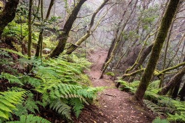 Kanarya Adaları. Garajonay Milli Parkı 'ndaki Evergreen ormanı, turistik patika, La Gomera Adası, İspanya.