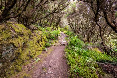 Kanarya Adaları. Garajonay Milli Parkı 'ndaki Evergreen ormanı, turistik patika, La Gomera Adası, İspanya.