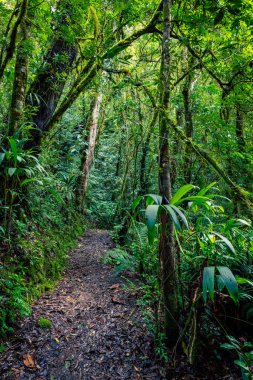 Bastimentos, Cayos Zapatilla, Bocas del Toro, Panama 'daki deniz parkında yemyeşil bitki örtüsü olan el değmemiş Karayip adası.