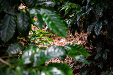 Bastimentos, Cayos Zapatilla, Bocas del Toro, Panama 'daki deniz parkında yemyeşil bitki örtüsü olan el değmemiş Karayip adası.