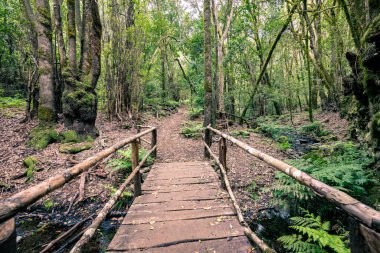 Kanarya Adaları. Garajonay Milli Parkı 'ndaki Evergreen ormanı, turistik patika, La Gomera Adası, İspanya.
