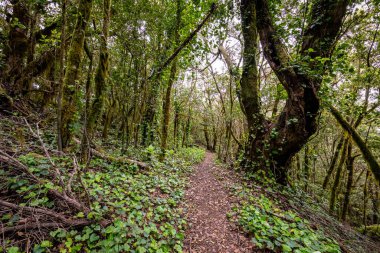 Kanarya Adaları. Garajonay Milli Parkı 'ndaki Evergreen ormanı, turistik patika, La Gomera Adası, İspanya.