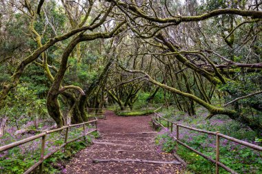 Kanarya Adaları. Garajonay Milli Parkı 'ndaki Evergreen ormanı, turistik patika, La Gomera Adası, İspanya.