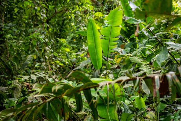 Panama Foresta Pluviale Paesaggio Esotico Atmosfera Naturale Della Foresta Tropicale — Foto Stock