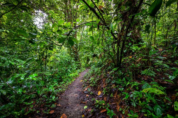 Îles Canaries Forêt Evergreen Dans Parc National Garajonay Sentier Touristique — Photo