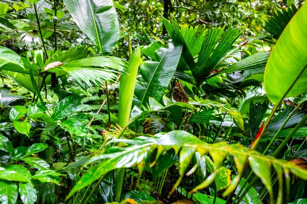 Breathtaking Nature Jungle Path Lost Waterfalls Boquete Panama — Fotografia de Stock