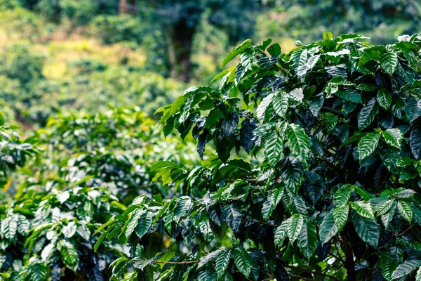 Plantacja Kawy Surowe Zielone Ziarna Kawy Liście Boquete Panama Ameryka — Zdjęcie stockowe