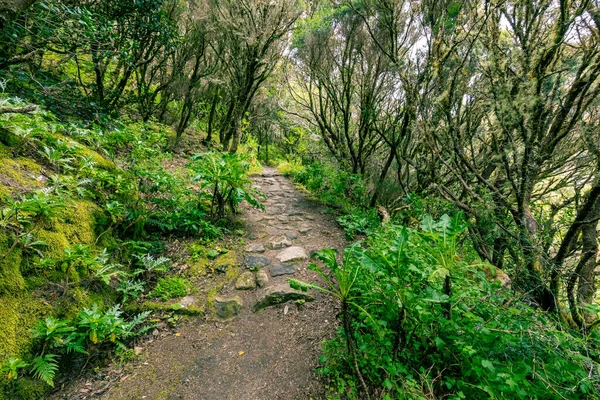 Canarische Eilanden Evergreen Bos Garajonay National Park Toeristische Voetpad Gomera — Stockfoto