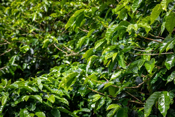 Coffee Plantation Raw Green Coffee Beans Leaves Boquete Panama Central — Stockfoto