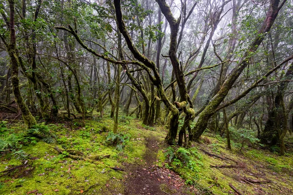 カナリア諸島 Garajonay国立公園 観光歩道 ゴメラ島 スペインの常緑樹林 — ストック写真