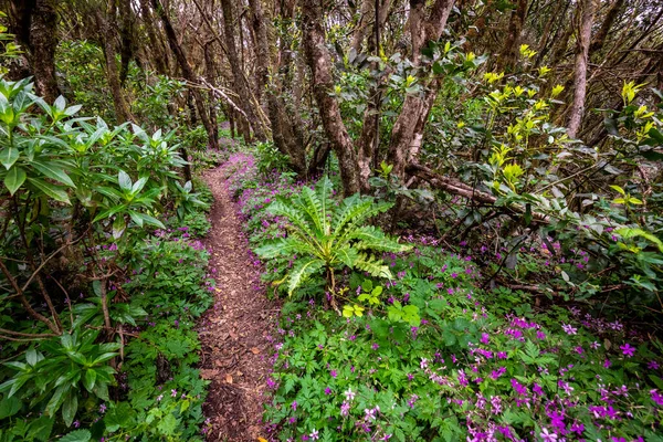 Canarische Eilanden Evergreen Bos Garajonay National Park Toeristische Voetpad Gomera — Stockfoto