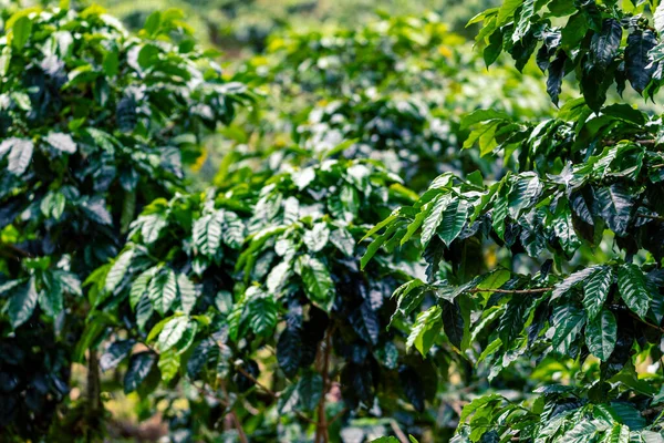 Plantação Café Grãos Café Verde Cru Folhas Boquete Panamá América — Fotografia de Stock