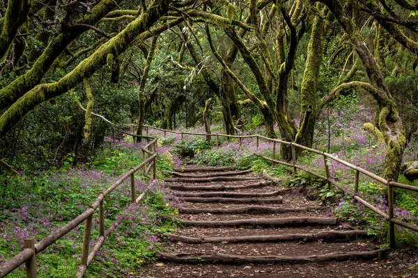 Canarische Eilanden Evergreen Bos Garajonay National Park Toeristische Voetpad Gomera — Stockfoto