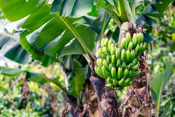 Isola Caraibica Pristine Con Vegetazione Lussureggiante Nel Parco Marino Bastimentos — Foto Stock