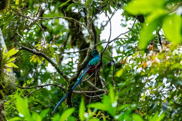 Ave Más Hermosa Centroamérica Quetzal Resplandeciente Pharomachrus Mocinno Sentado Ramas — Foto de Stock