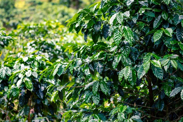 Kahve Çiftliği Taze Yeşil Kahve Çekirdekleri Yapraklar Boquete Panama Orta — Stok fotoğraf