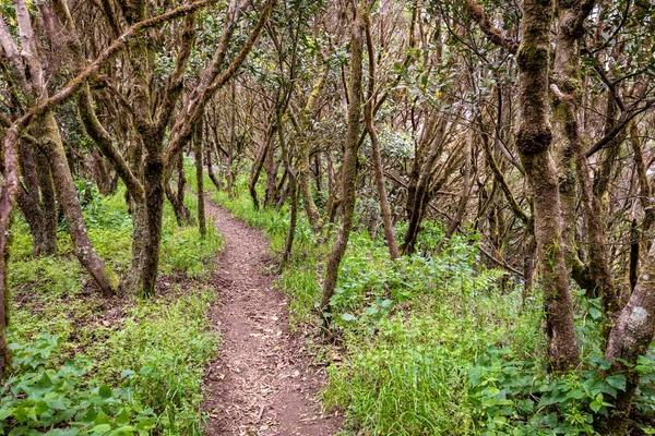 Canary Islands Evergreen Forest Garajonay National Park Tourist Footpath Gomera — Stock Photo, Image