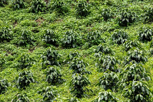 Plantação Café Grãos Café Verde Cru Folhas Boquete Panamá América — Fotografia de Stock