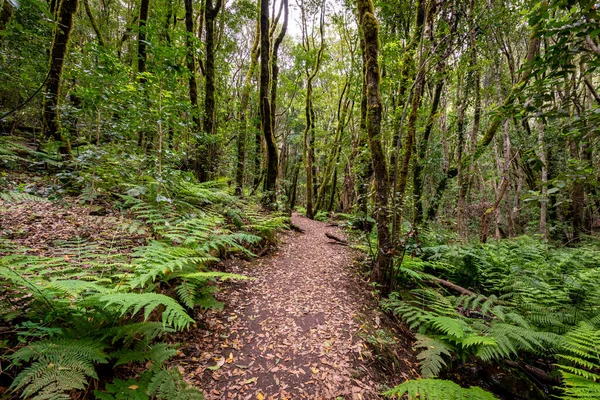 Kanarya Adaları. Garajonay Milli Parkı 'ndaki Evergreen ormanı, turistik patika, La Gomera Adası, İspanya.