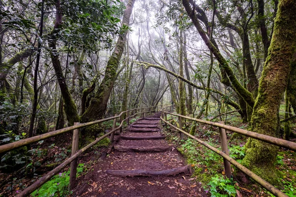 Canarische Eilanden Evergreen Bos Garajonay National Park Toeristische Voetpad Gomera — Stockfoto