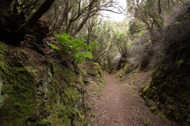 Kanarya Adaları. Garajonay Milli Parkı 'ndaki Evergreen ormanı, turistik patika, La Gomera Adası, İspanya.