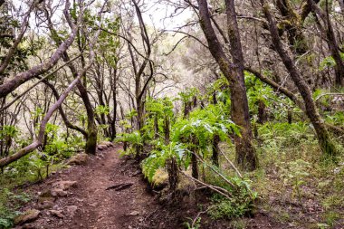 Kanarya Adaları. Garajonay Milli Parkı 'ndaki Evergreen ormanı, turistik patika, La Gomera Adası, İspanya.