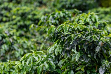 Kahve çiftliği, taze yeşil kahve çekirdekleri ve yapraklar, Boquete, Panama 'da. Orta Amerika. 