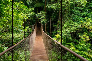 Panama yağmur ormanları. Panama Ormanı, Orta Amerika 'da eski asılı köprü. 