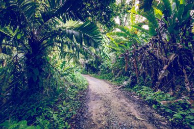 Bastimentos, Cayos Zapatilla, Bocas del Toro, Panama 'daki deniz parkında yemyeşil bitki örtüsü olan el değmemiş Karayip adası.