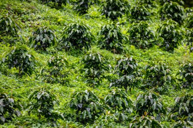 Kahve çiftliği, taze yeşil kahve çekirdekleri ve yapraklar, Boquete, Panama 'da. Orta Amerika. 