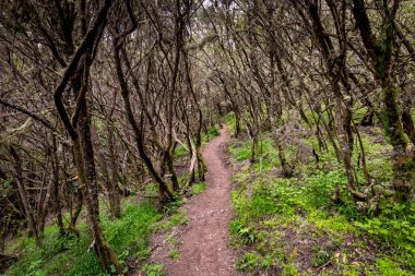 Kanarya Adaları. Garajonay Milli Parkı 'ndaki Evergreen ormanı, turistik patika, La Gomera Adası, İspanya.