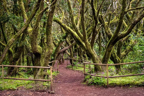 Canarische Eilanden Evergreen Bos Garajonay National Park Toeristische Voetpad Gomera — Stockfoto