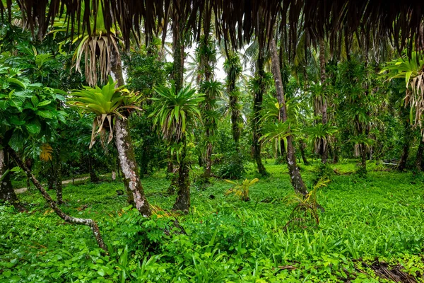 位于巴拿马Bocas Del Toro Cayos Zapatilla的Bastimentos海洋公园的普里斯廷加勒比岛屿 植被茂密 — 图库照片