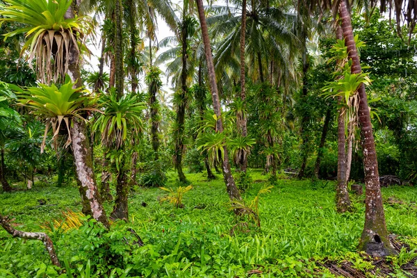 位于巴拿马Bocas Del Toro Cayos Zapatilla的Bastimentos海洋公园的普里斯廷加勒比岛屿 植被茂密 — 图库照片