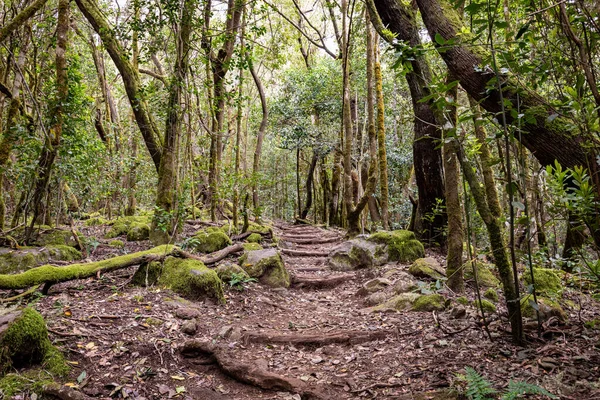 Kanarya Adaları. Garajonay Milli Parkı 'ndaki Evergreen ormanı, turistik patika, La Gomera Adası, İspanya.