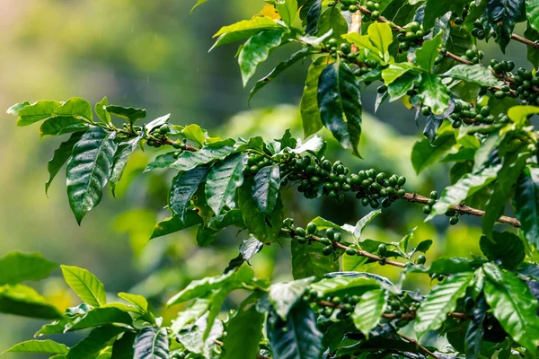 Coffee Plantation Raw Green Coffee Beans Leaves Boquete Panama Central — Stock Photo, Image
