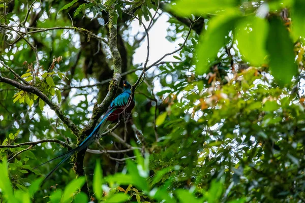 Nejkrásnější Pták Střední Americe Zářící Kvetzal Pharomachrus Mocinno Sedící Větve — Stock fotografie