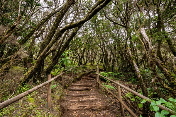Kanarya Adaları. Garajonay Milli Parkı 'ndaki Evergreen ormanı, turistik patika, La Gomera Adası, İspanya.