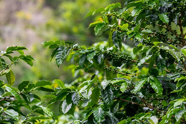 Coffee Plantation Raw Green Coffee Beans Leaves Boquete Panama Central — Foto Stock