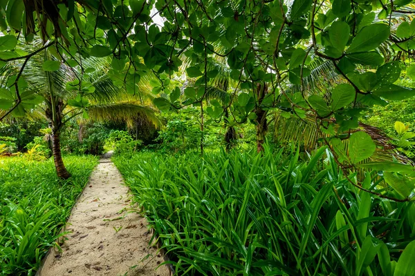 Île Vierge Des Caraïbes Avec Une Végétation Luxuriante Dans Parc — Photo