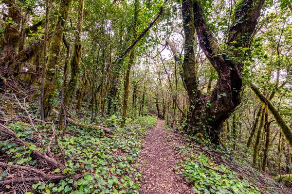 Canarische Eilanden Evergreen Bos Garajonay National Park Toeristische Voetpad Gomera — Stockfoto