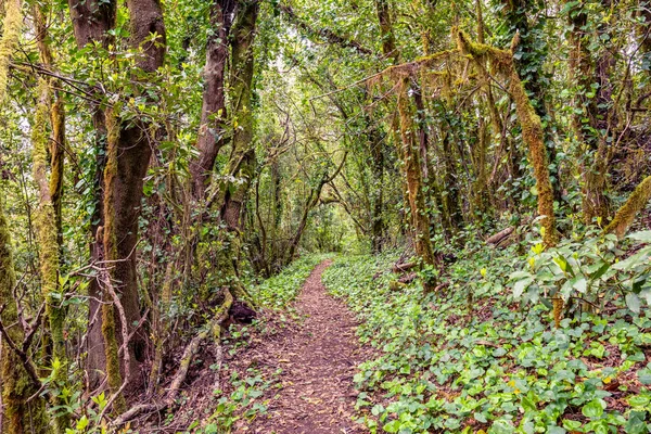 加那利群岛 西班牙拉戈梅拉岛Garajonay国家公园的常绿森林 游客人行道 — 图库照片