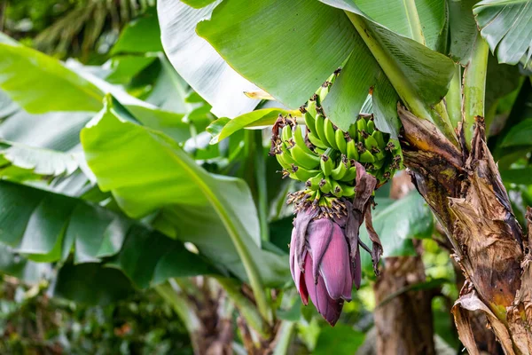 位于巴拿马Bocas Del Toro Cayos Zapatilla的Bastimentos海洋公园的普里斯廷加勒比岛屿 植被茂密 — 图库照片