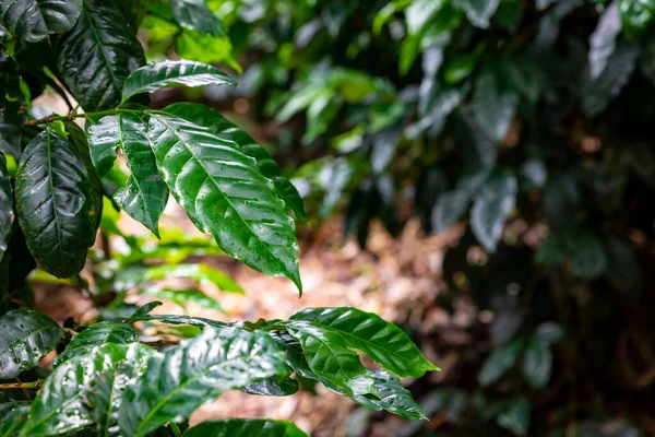 Coffee Plantation Raw Green Coffee Beans Leaves Boquete Panama Central — Fotografia de Stock