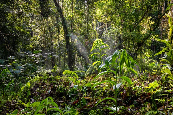 Île Vierge Des Caraïbes Avec Une Végétation Luxuriante Dans Parc — Photo