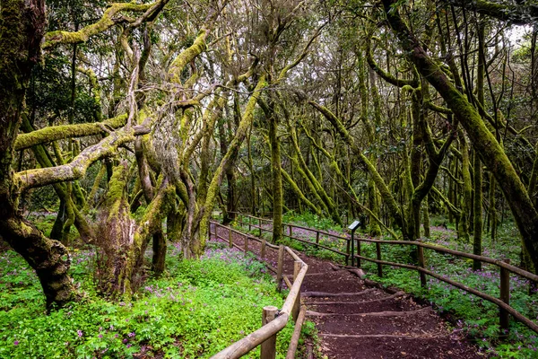 Canarische Eilanden Evergreen Bos Garajonay National Park Toeristische Voetpad Gomera — Stockfoto