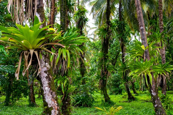 位于巴拿马Bocas Del Toro Cayos Zapatilla的Bastimentos海洋公园的普里斯廷加勒比岛屿 植被茂密 — 图库照片